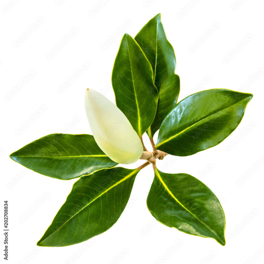 Obraz premium Magnolia Bud and Leaves Isolated on White