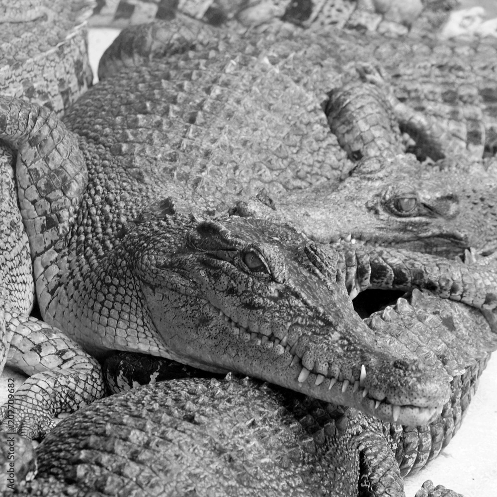 Obraz premium black and white photo Crocodiles close up in Thailand