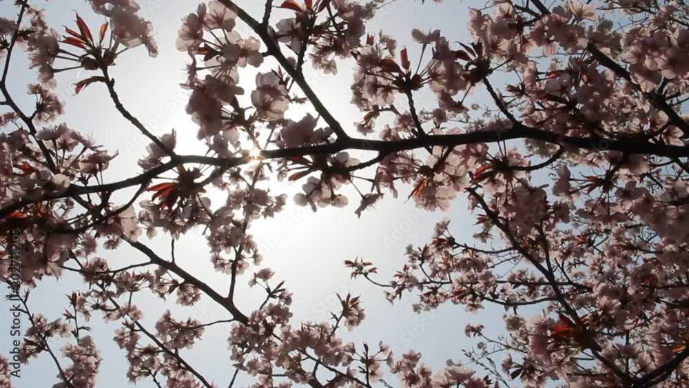 満開の桜と木漏れ日