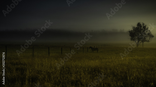 horse trees fog