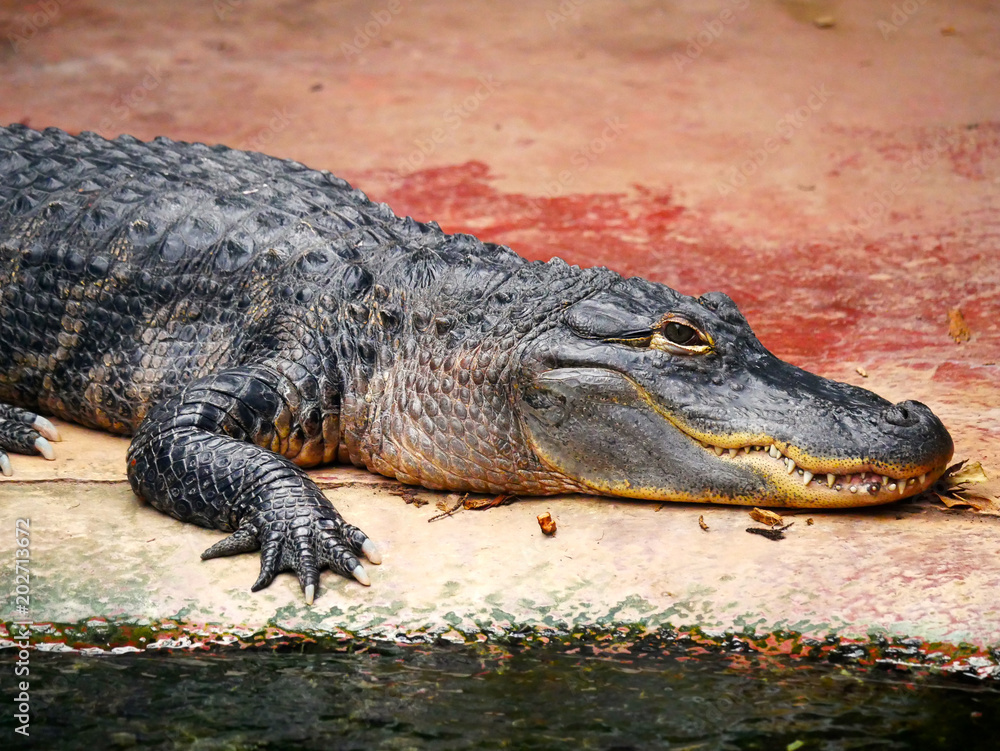 Obraz premium Crocodile