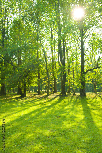 Park sunlight