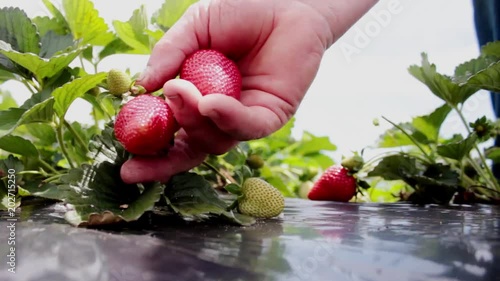 Picking strawberries at a pick-your-own fruit farm plantation in Brazil.