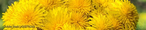 Banner of Beautiful bouquet of yellow dandelions in the shape of a ball