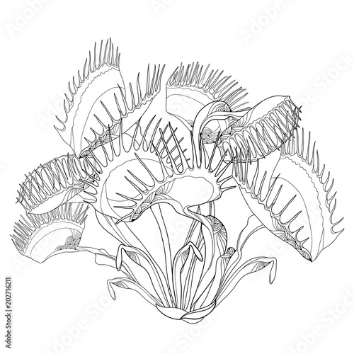 Vector drawing of Venus Flytrap or Dionaea muscipula with open and close trap in black isolated on white background. Carnivorous plant Venus flytrap in contour for botany design or coloring book.