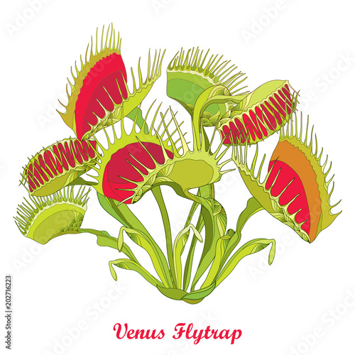 Vector drawing of Venus Flytrap or Dionaea muscipula with open and close trap in red and green isolated on white background. Carnivorous tropical plant Venus flytrap in contour for botany design.