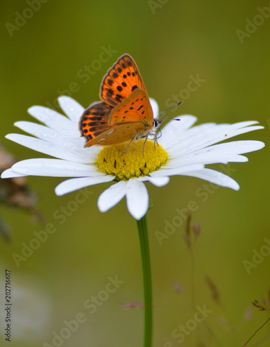 Scarce copper female butterfly