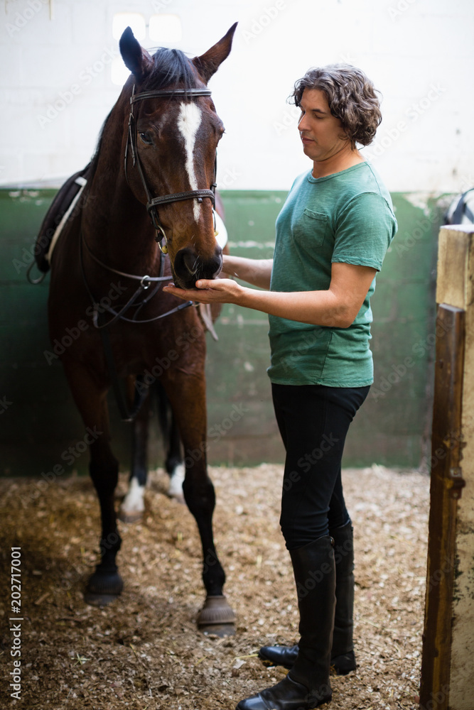 Man caressing the brown horse in the stable Man caressing the brown horse in the stable