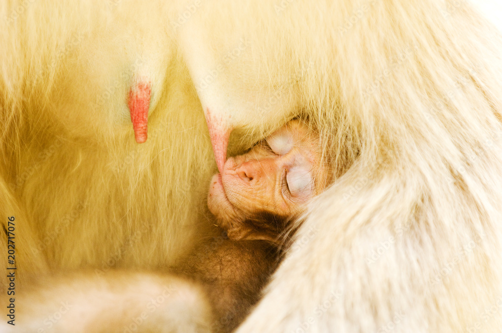 Macaque with nursing infant, Jigokudani Monkey Park Macaque with nursing infant, Jigokudani Monkey Park