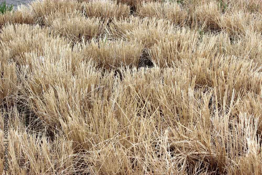Trockene Gras Trockene Gras