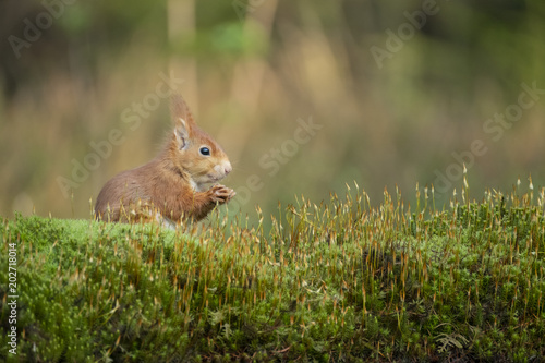 squirrel eats a nut and sits in the moss © itsajoop