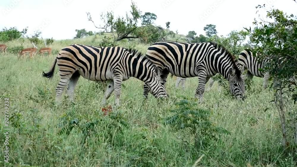 three Burchel s zebra in Kruger National park in South Africa three Burchel s zebra in Kruger National park in South Africa