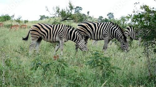 three Burchel s zebra in Kruger National park in South Africa photo