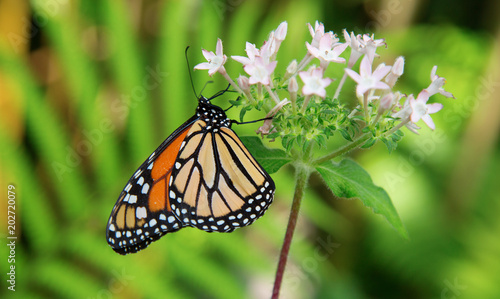 Monarch butterfly © swisshippo