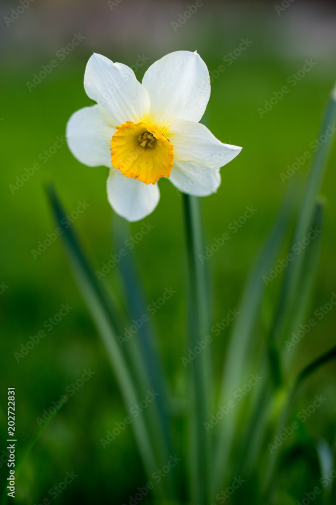 Flowers growing in a home garden. Narcissus blooming on the lawn near the house. Flowers growing in a home garden. Narcissus blooming on the lawn near the house.