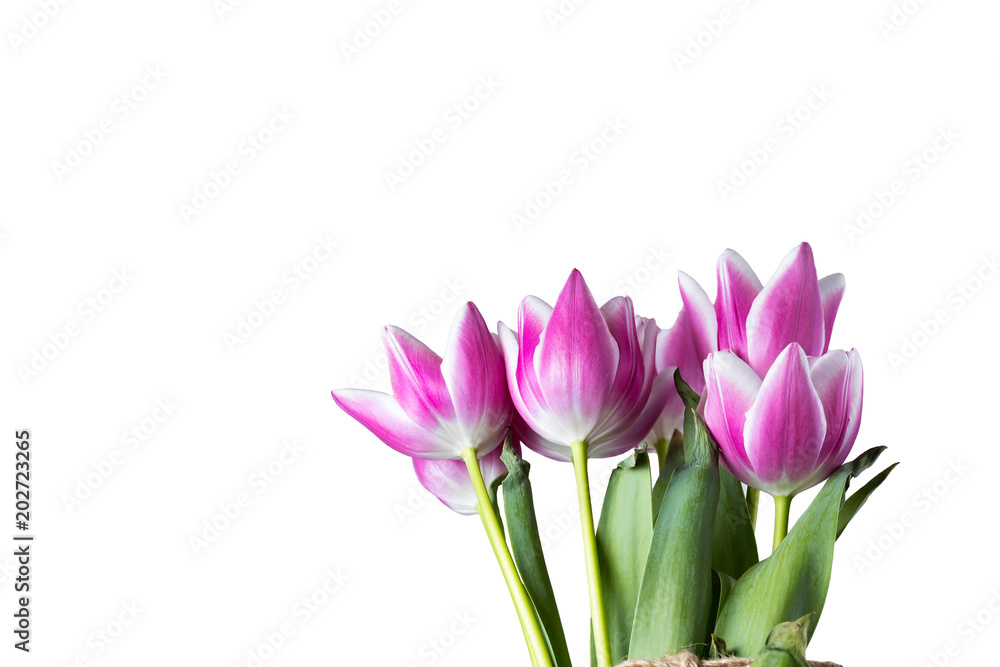 Pink and white tulips as spring or summer flowers.