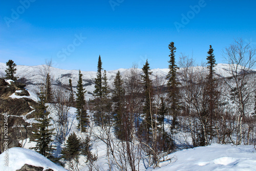sparse Alaskan woodline