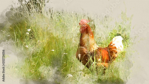 Beautiful Rooster in grass on a farm