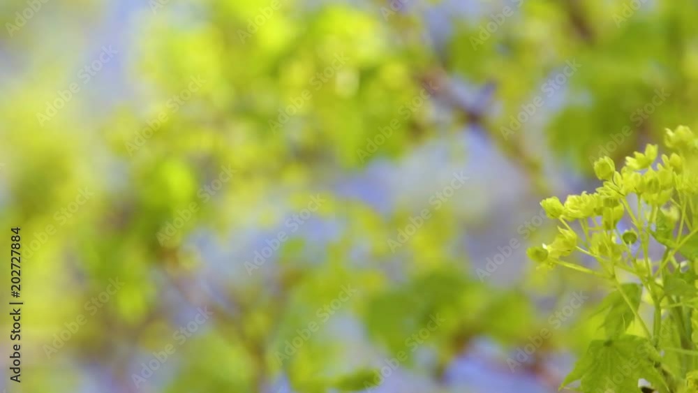 Beautiful bright spring background. Closeup view of fresh young leaves at branch of tree. Beautiful bright spring background. Closeup view of fresh young leaves at branch of tree.