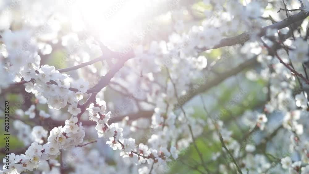 Closeup view of beautiful white flowers at branches of fruit trees isolated at sunny bright blue sky background on sunny spring sunset outdoors. Closeup view of beautiful white flowers at branches of fruit trees isolated at sunny bright blue sky background on sunny spring sunset outdoors.