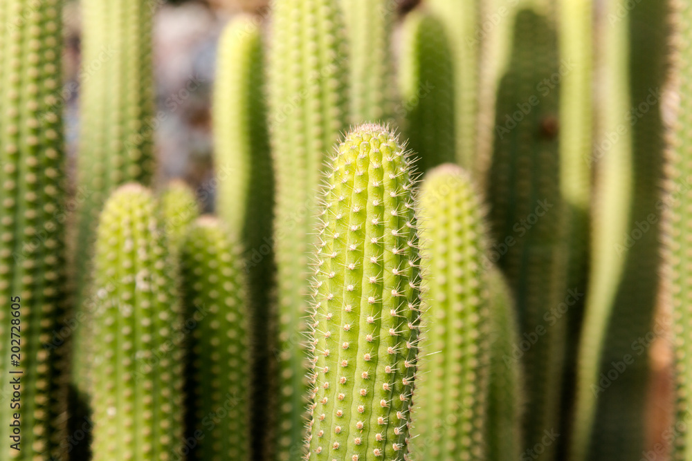 Macro shoot on light green narrow tall cactus head