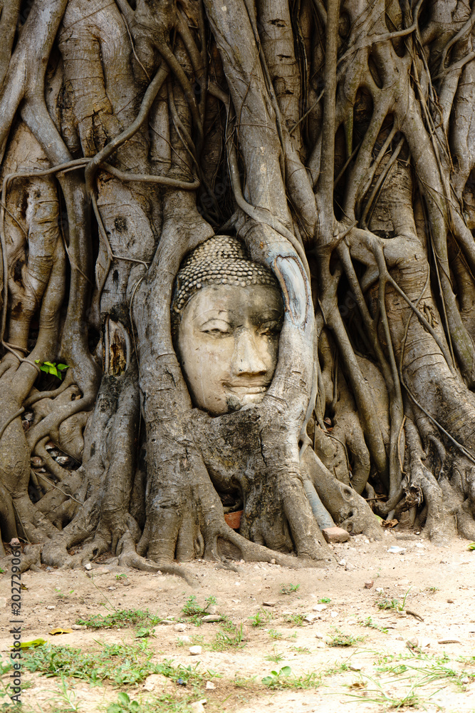 A temple in Ayutthaya with the head of the Buddha hidden in the banyan tree.