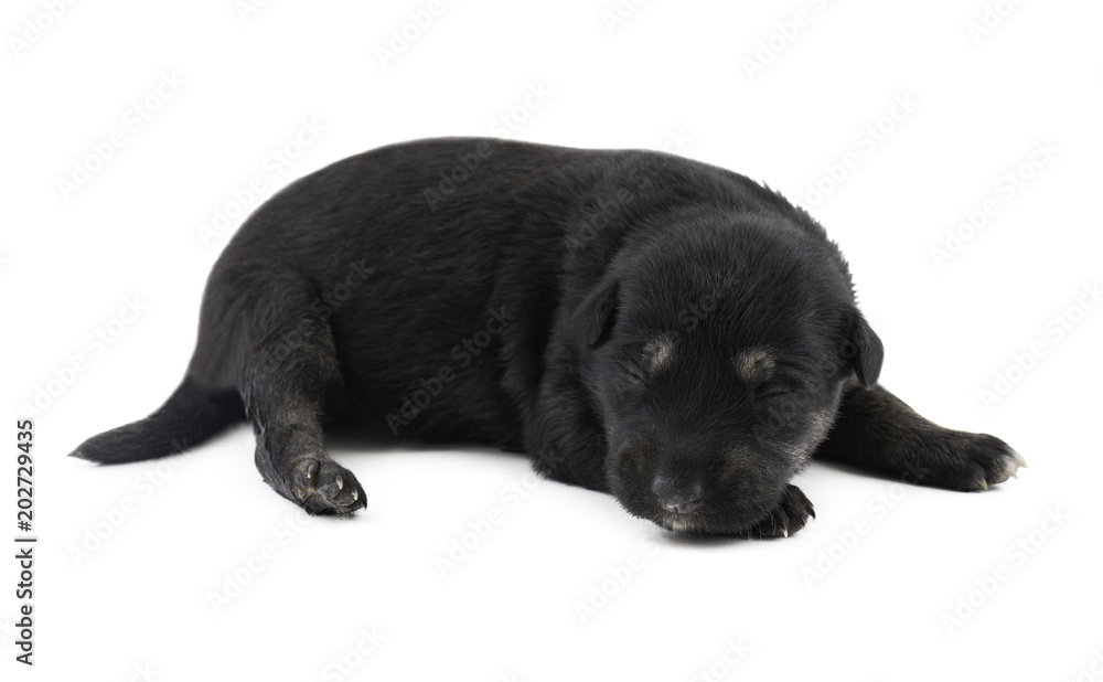 Fototapeta premium Indian Street Small Dog Also Know as Puppy Dog or Black Puppy Dog isolated on White Background