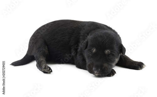 Fototapeta Naklejka Na Ścianę i Meble -  Indian Street Small Dog Also Know as Puppy Dog or Black Puppy Dog isolated on White Background