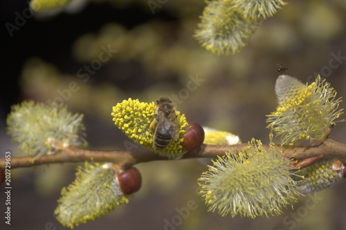 bee on a tsetushchy tree photo