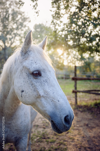Portrait of a White Horse at the sunset
