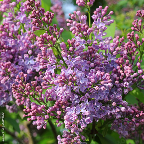 Blossoms of violet Lilac, Syringa vulgaris