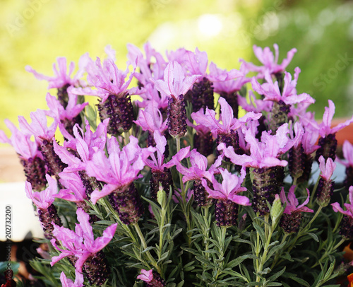 Fragrant French lavender flowers on the balcony