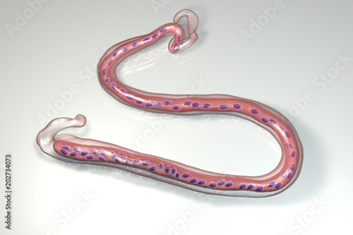 Brugia malayi, a roundworm nematode, one of the causative agents of lymphatic filariasis, 3D illustration showing presence of sheath around the worm and two non-continous nuclei in the tail tip photo