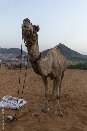 Camel in pushkar fair   rajasthan India 