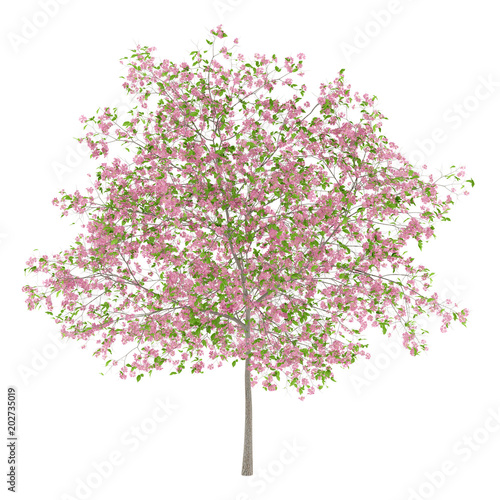 flowering plum tree isolated on white background