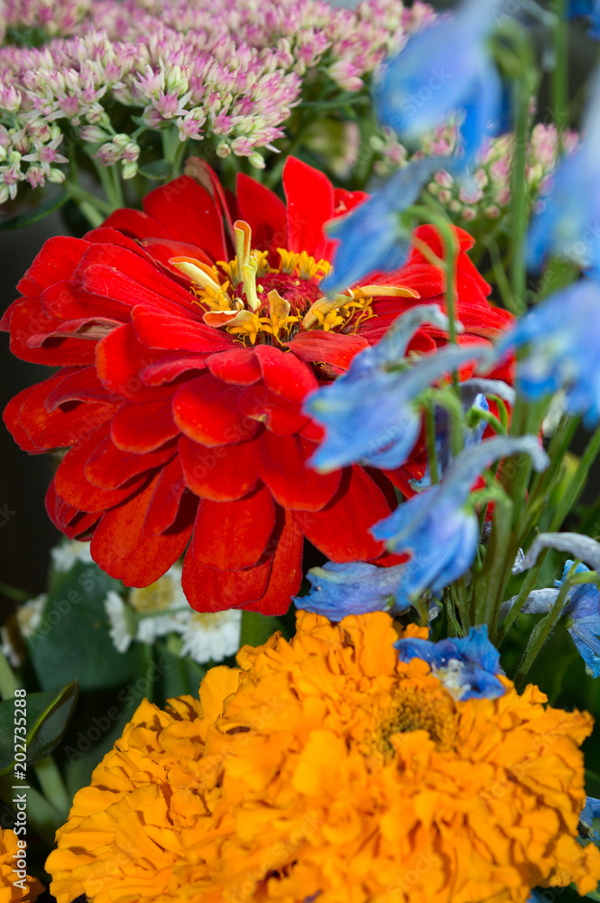 Bright autumn flower bouquet from garden: red zinnia, blue delphinium, orange marigold and pink sedum Bright autumn flower bouquet from garden: red zinnia, blue delphinium, orange marigold and pink sedum