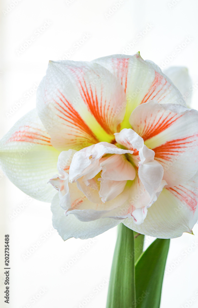 Φωτογραφία Gorgeous flower of amaryllis Nymph, beautiful bulbous plant blooming on window s