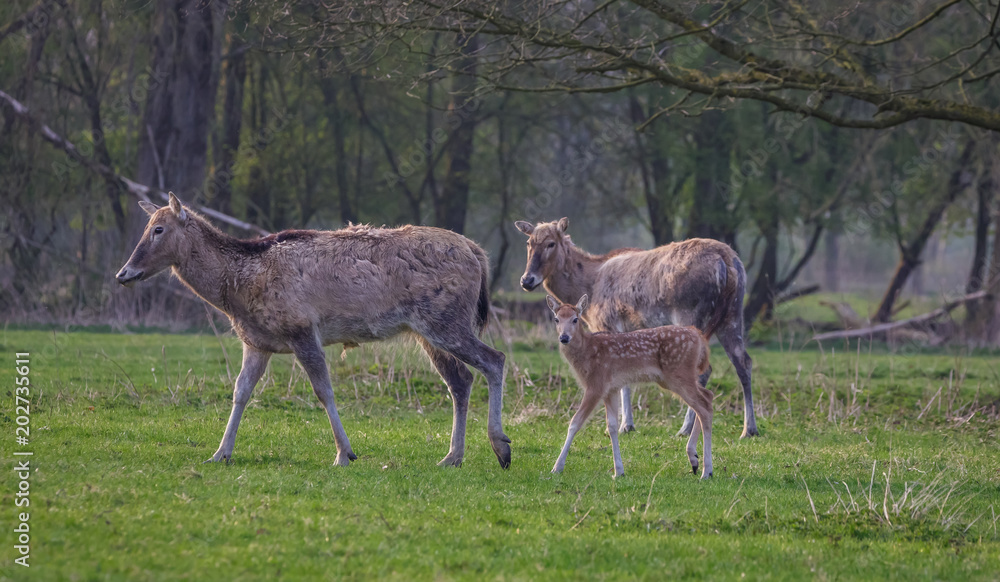 Fotografia Milu Deer - Pere Davids