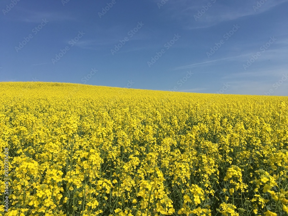 Yellow rapeseed field and clear blue sky Yellow rapeseed field and clear blue sky