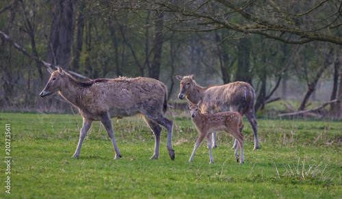 Canvastavla Milu Deer - Pere Davids