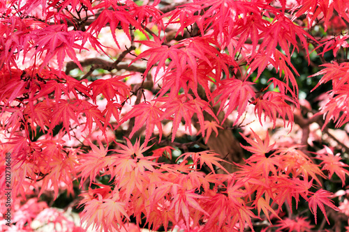 red japanese maple leaves