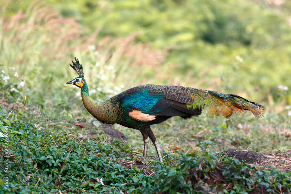 Obraz premium Wild female Green peafowl / peacock (Pavo muticus) in the nature (taken from Southeast Asia)