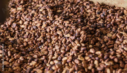 Cocoa Beans in Bin