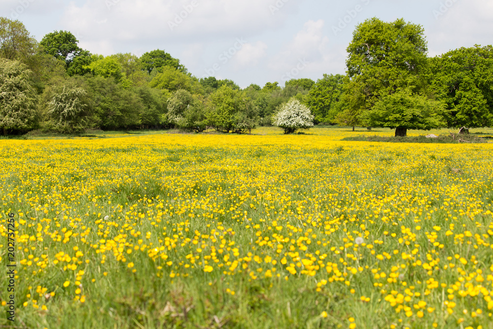 Field of buttercups in springs