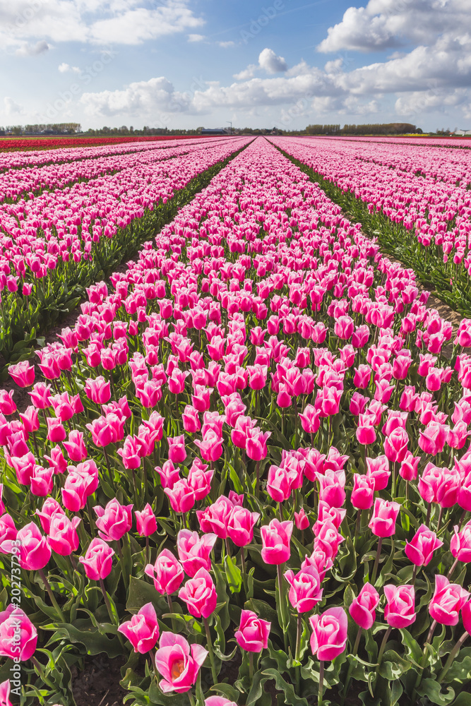 The colorful fields of tulips in bloom in the countryside. De Rijp Alkmaar North Holland Europe