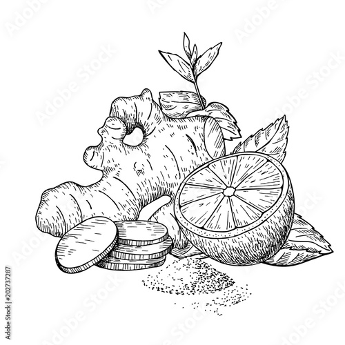 Ginger, lemon and mint vector drawing. Root, hearb leaf and frui