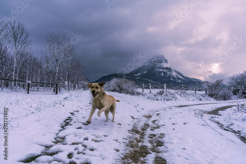 perro corriendo en la nieve