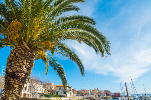 Palm tree in Stintino small harbor.