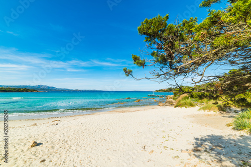 Fototapeta Naklejka Na Ścianę i Meble -  Plants by the sea in Rena Bianca beach