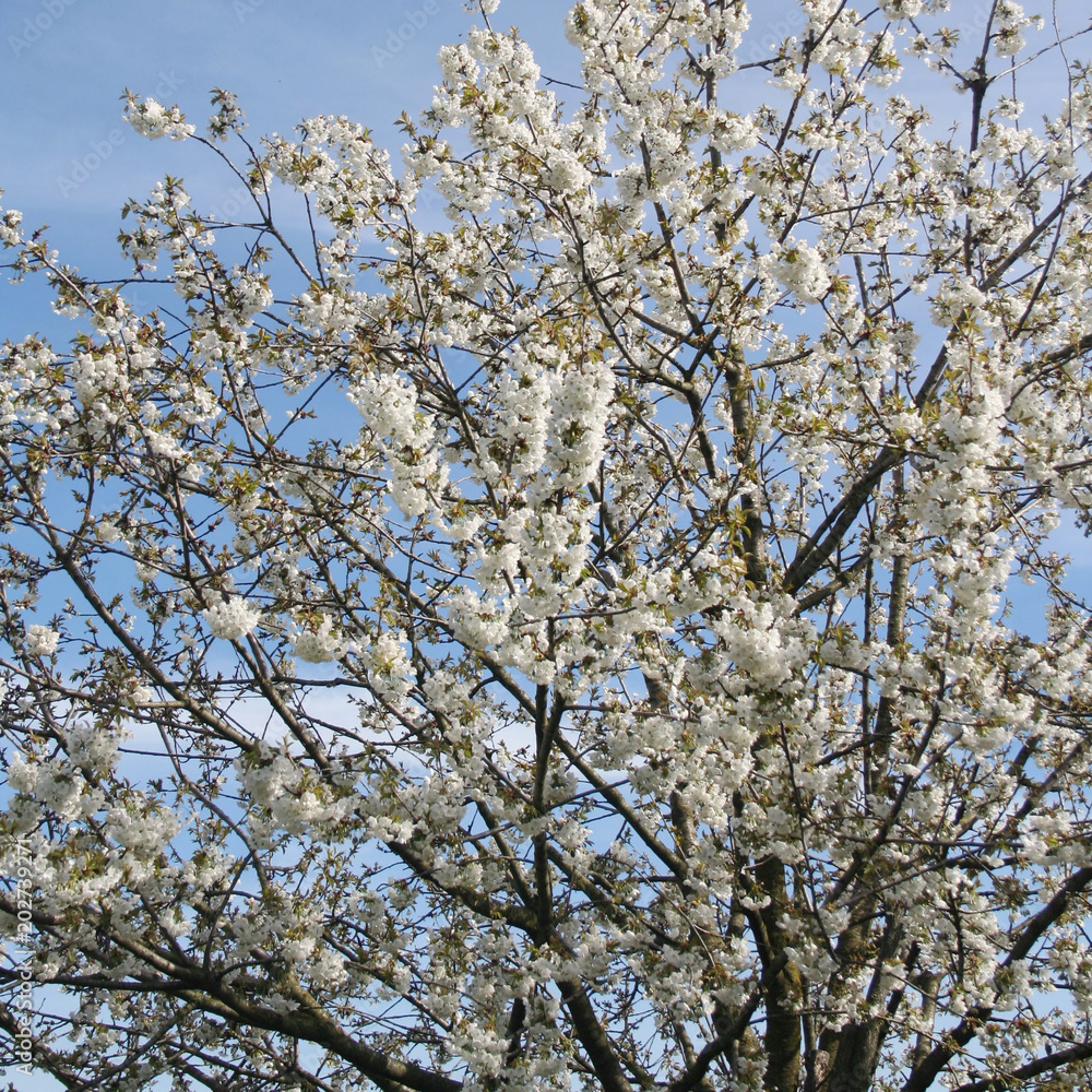 Beautiful cherry flowers on tree against blue sky. Springtime background with selective focus